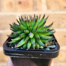 Load image into Gallery viewer, Sempervivum Pittoni - 66mm
