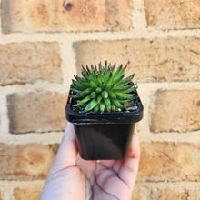 Load image into Gallery viewer, Sempervivum Pittoni - 66mm
