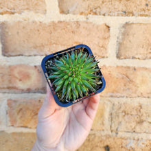 Load image into Gallery viewer, Sempervivum Pittoni - 66mm
