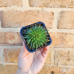 Sempervivum Pittoni - 66mm