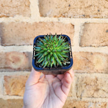 Load image into Gallery viewer, Sempervivum Pittoni - 66mm
