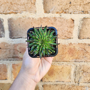 Sempervivum Pittoni - 66mm