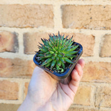 Load image into Gallery viewer, Sempervivum Pittoni - 66mm
