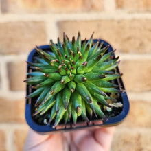 Load image into Gallery viewer, Sempervivum Pittoni - 66mm
