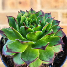 Load image into Gallery viewer, Sempervivum Tectorum - 90mm
