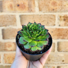 Load image into Gallery viewer, Sempervivum Tectorum - 90mm
