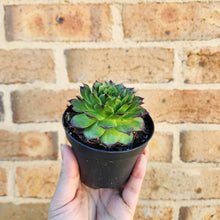 Load image into Gallery viewer, Sempervivum Tectorum - 90mm
