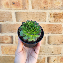 Load image into Gallery viewer, Sempervivum Tectorum - 90mm
