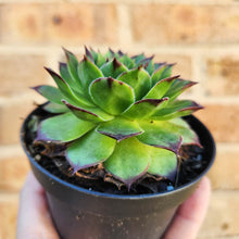Load image into Gallery viewer, Sempervivum Tectorum - 90mm
