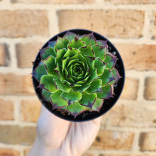 Load image into Gallery viewer, Sempervivum Tectorum - 90mm
