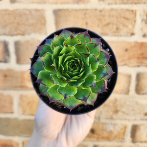 Sempervivum Tectorum - 90mm