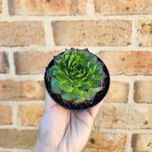 Load image into Gallery viewer, Sempervivum Tectorum - 90mm
