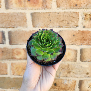 Sempervivum Tectorum - 90mm