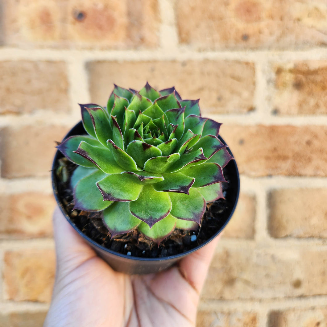Sempervivum Tectorum - 90mm