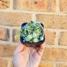 Load image into Gallery viewer, Sempervivum arachnoideum - 66mm
