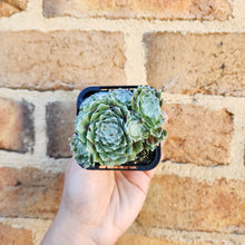 Load image into Gallery viewer, Sempervivum arachnoideum - 66mm
