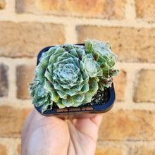 Load image into Gallery viewer, Sempervivum arachnoideum - 66mm
