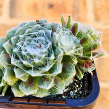 Load image into Gallery viewer, Sempervivum arachnoideum - 66mm
