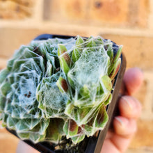 Load image into Gallery viewer, Sempervivum arachnoideum - 66mm
