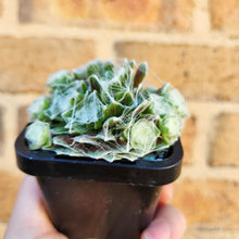 Load image into Gallery viewer, Sempervivum arachnoideum - 66mm
