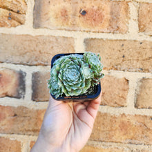 Load image into Gallery viewer, Sempervivum arachnoideum - 66mm
