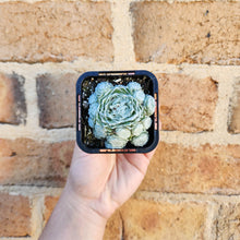 Load image into Gallery viewer, Sempervivum arachnoideum - 66mm
