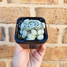 Load image into Gallery viewer, Sempervivum arachnoideum - 66mm

