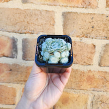 Load image into Gallery viewer, Sempervivum arachnoideum - 66mm
