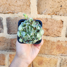 Load image into Gallery viewer, Sempervivum arachnoideum - 66mm
