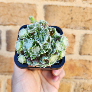 Sempervivum arachnoideum - 66mm