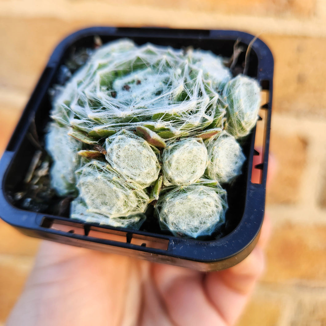 Sempervivum arachnoideum - 66mm