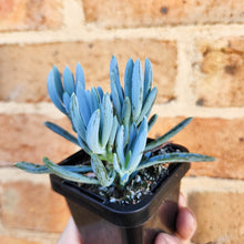 Load image into Gallery viewer, Senecio mandraliscae (Blue Chalksticks) - 66mm
