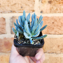 Load image into Gallery viewer, Senecio mandraliscae (Blue Chalksticks) - 66mm
