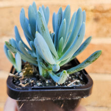 Load image into Gallery viewer, Senecio mandraliscae (Blue Chalksticks) - 66mm
