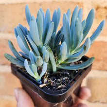 Load image into Gallery viewer, Senecio mandraliscae (Blue Chalksticks) - 66mm
