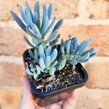Load image into Gallery viewer, Senecio mandraliscae (Blue Chalksticks) - 66mm
