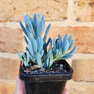 Senecio mandraliscae (Blue Chalksticks) - 66mm