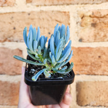Load image into Gallery viewer, Senecio mandraliscae (Blue Chalksticks) - 66mm
