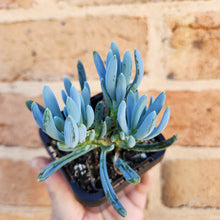 Load image into Gallery viewer, Senecio mandraliscae (Blue Chalksticks) - 66mm
