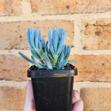 Load image into Gallery viewer, Senecio mandraliscae (Blue Chalksticks) - 66mm
