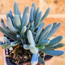 Load image into Gallery viewer, Senecio mandraliscae (Blue Chalksticks) - 66mm
