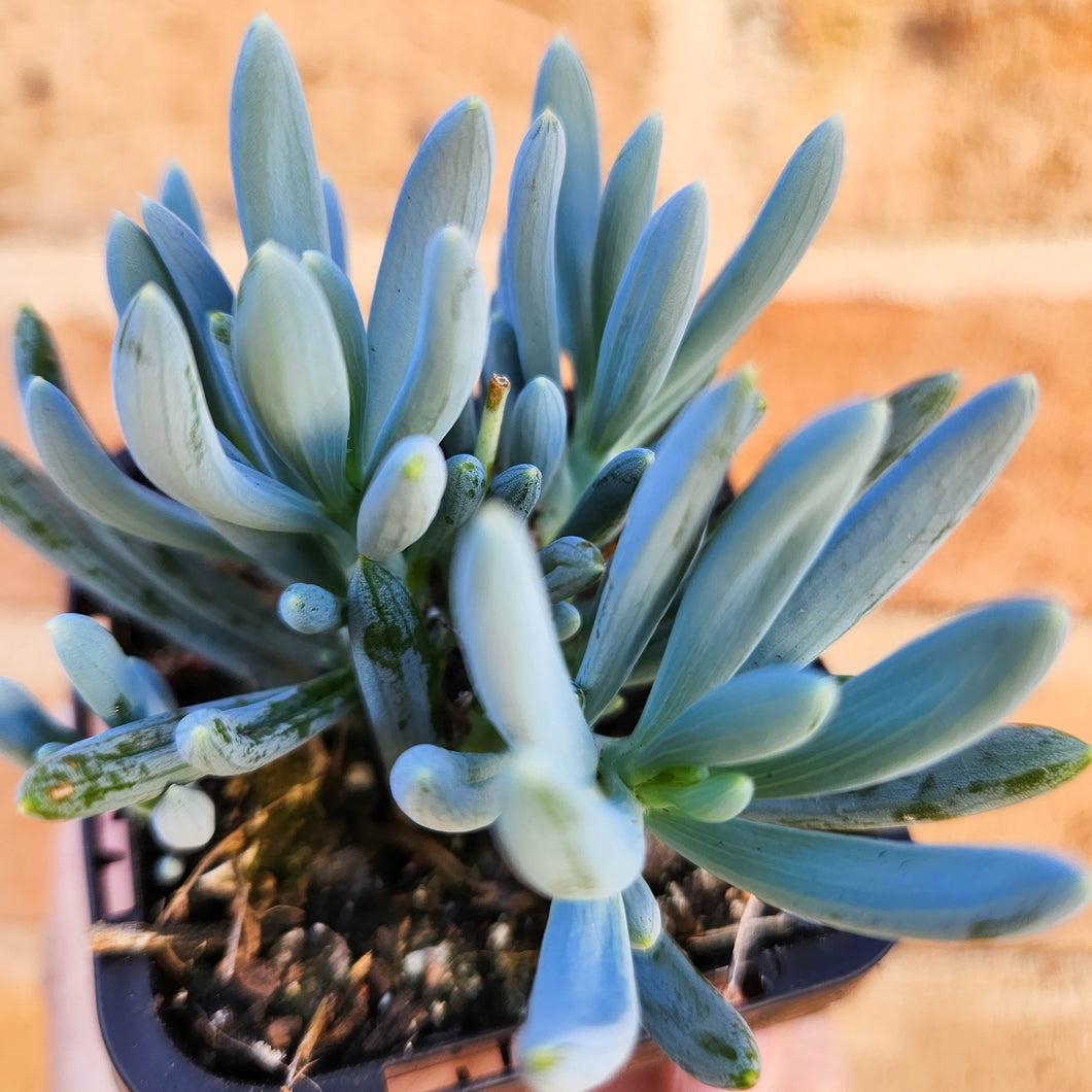 Senecio mandraliscae (Blue Chalksticks) - 66mm