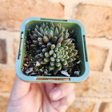 Load image into Gallery viewer, Sinocrassula yunnanensis (Choc Balls) - 66mm
