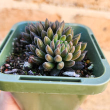 Load image into Gallery viewer, Sinocrassula yunnanensis (Choc Balls) - 66mm
