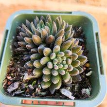 Load image into Gallery viewer, Sinocrassula yunnanensis (Choc Balls) - 66mm
