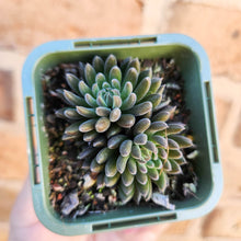 Load image into Gallery viewer, Sinocrassula yunnanensis (Choc Balls) - 66mm
