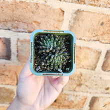 Load image into Gallery viewer, Sinocrassula yunnanensis (Choc Balls) - 66mm

