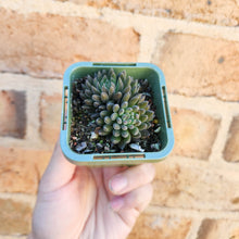 Load image into Gallery viewer, Sinocrassula yunnanensis (Choc Balls) - 66mm
