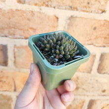 Load image into Gallery viewer, Sinocrassula yunnanensis (Choc Balls) - 66mm

