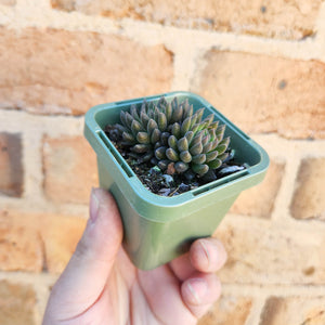 Sinocrassula yunnanensis (Choc Balls) - 66mm